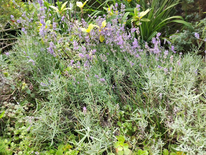 Лаванда саженцы