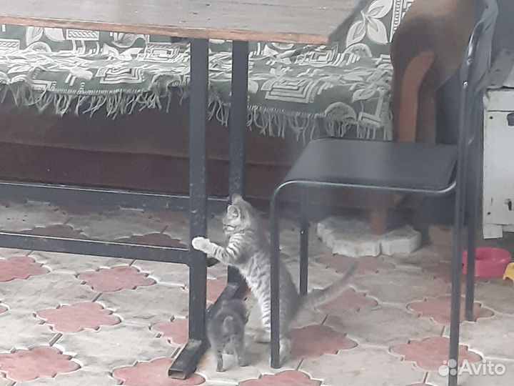 Кошечка британская