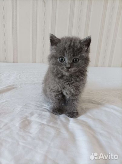 Отдам котят