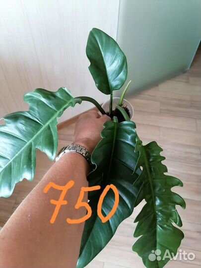 Комнатные растения