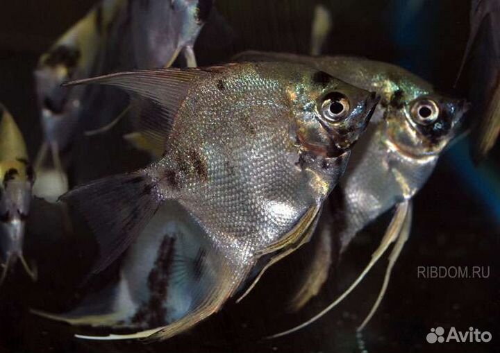 Скалярия березка 4см Аквариумные рыбки