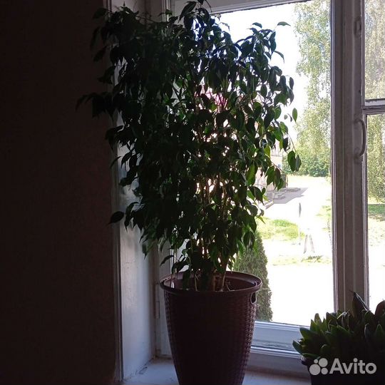 Фикус бенджамина