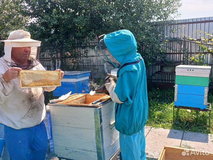 Мед этого года 2024