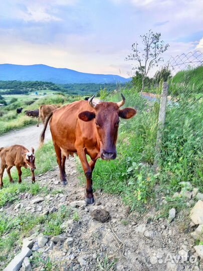 Продам корову