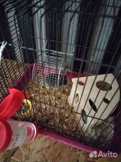 Клетка в месте с хомяком