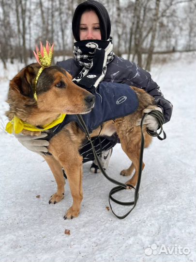 Самый добрый пес