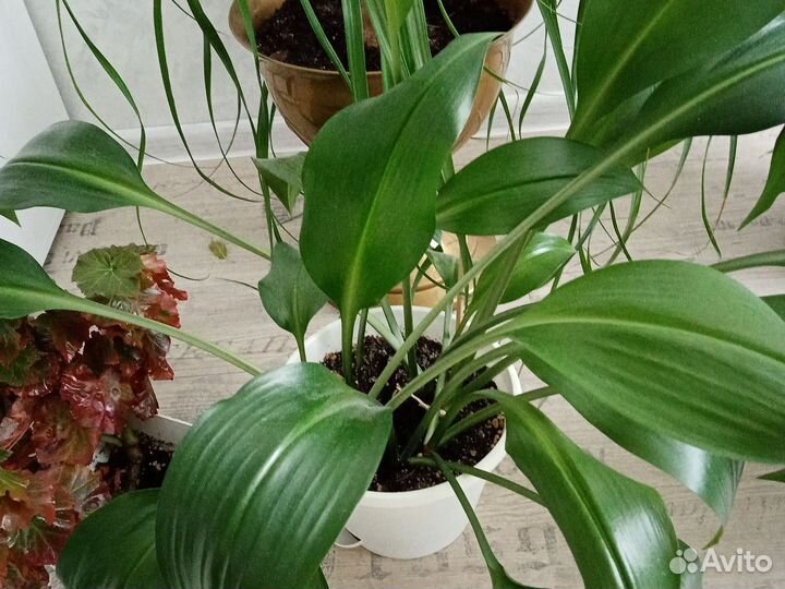 Фикус, алоэ