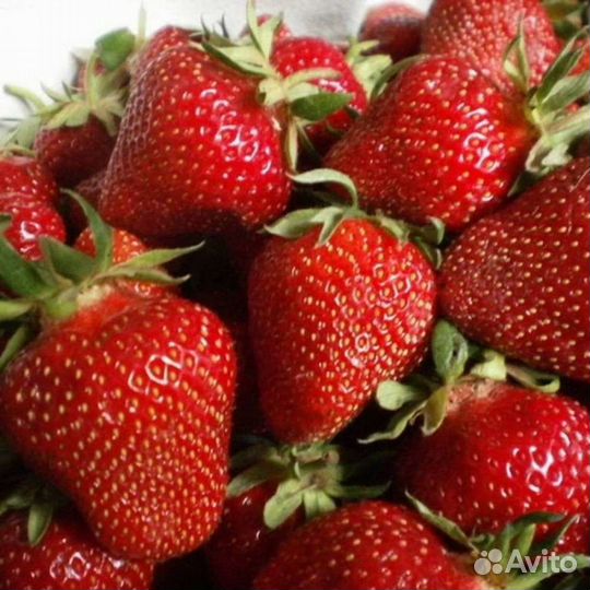 Клубника ягода Малина