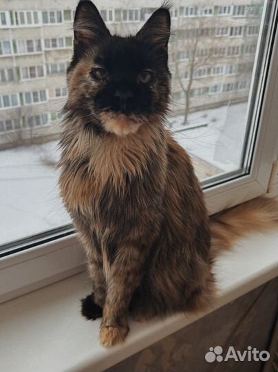 Отдам кошку в добрые руки