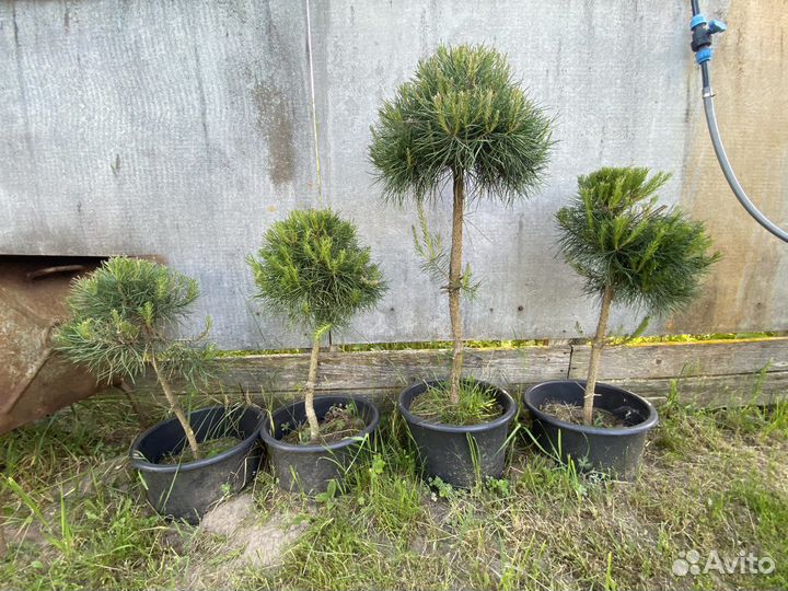 Продается сосна