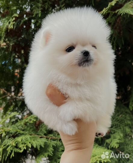 Щенки шпица mini мишка
