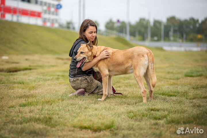 Sos домашний пёс в приюте ищет дом, пес Бен
