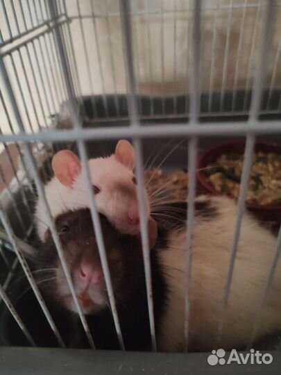 Декоративная крыса