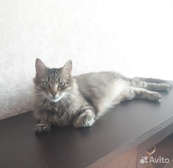 Кошка в добрые руки