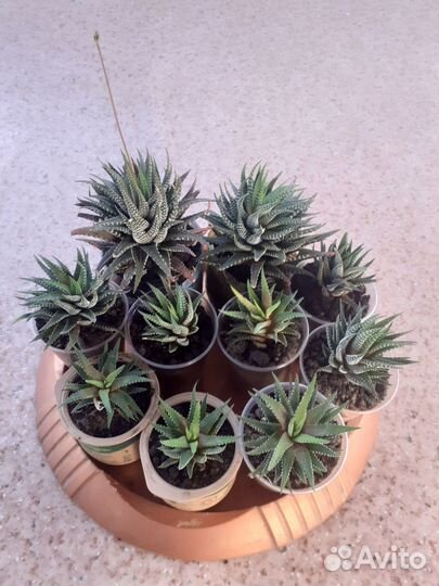 Комнатные растения