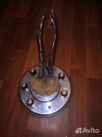 Рога Касули