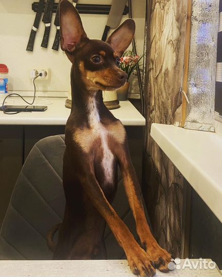 Той-терьер вязка