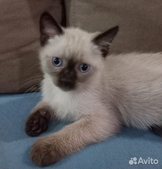 Тайские котята