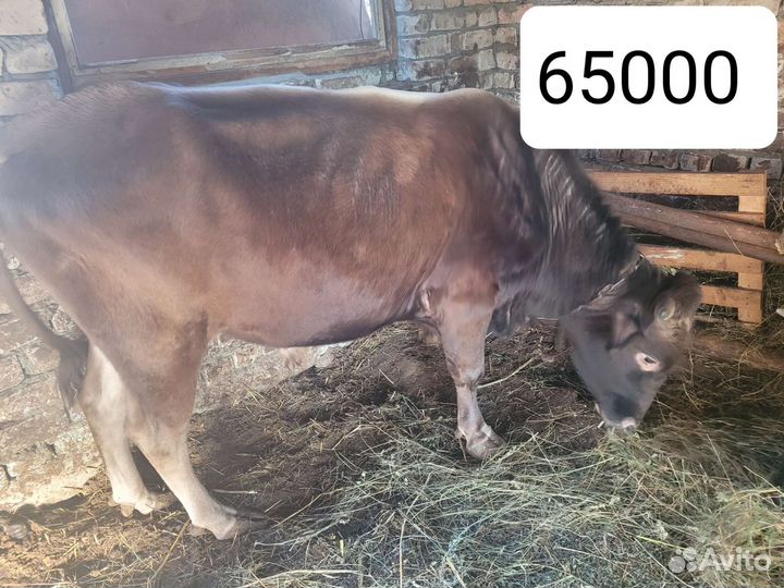 Бычки и быки 2 год