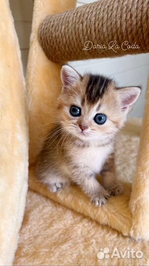 Шотландская девочка