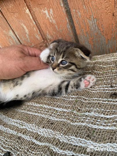 Отдам котенка в добрые руки