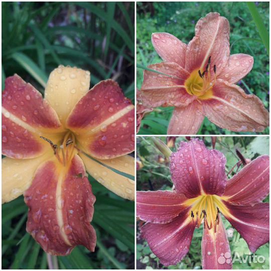 Растения для сада