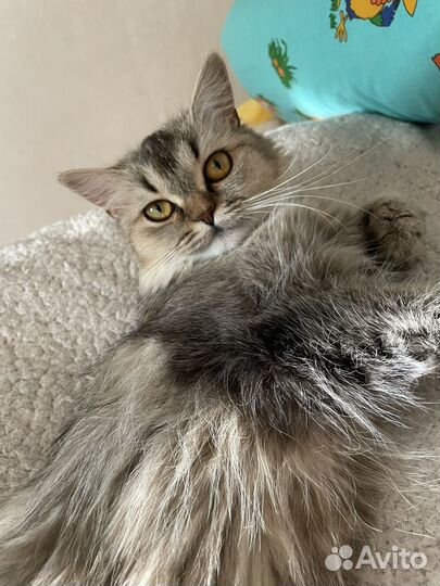 Кошка в добрые руки