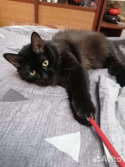 Очень добрый кот