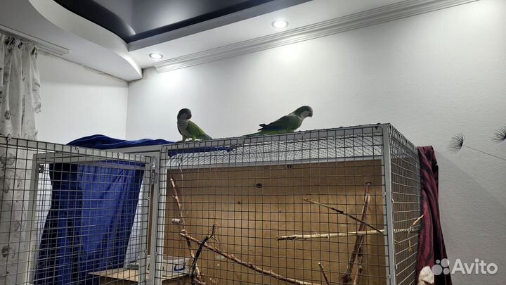 Попугаи монах