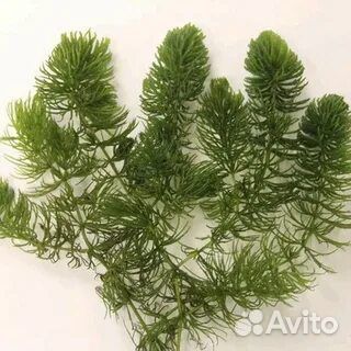 Роголистник для аквариума