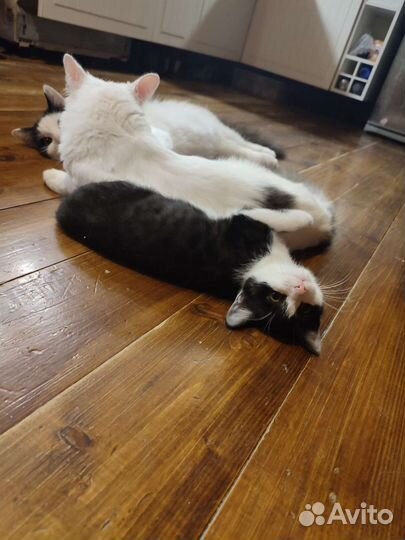 Котенок кошечка 3 месяца в дар