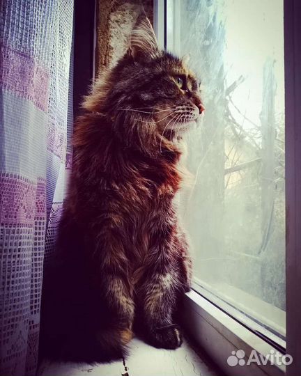 Передержка домашних животных. Зоогостиница