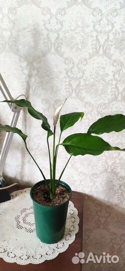 Спатифиллум