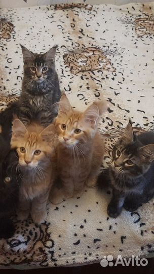 Котята мейн-кун