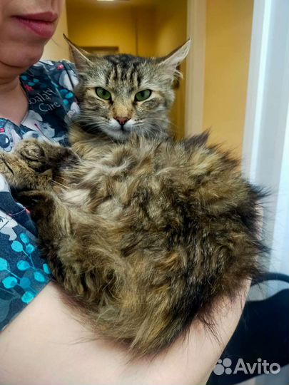 Кошка в дар бесплатно