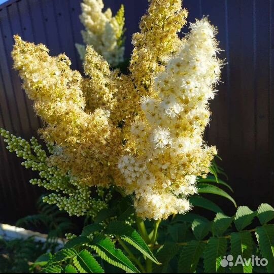 Рябинник рябинолистный крупноцветковый