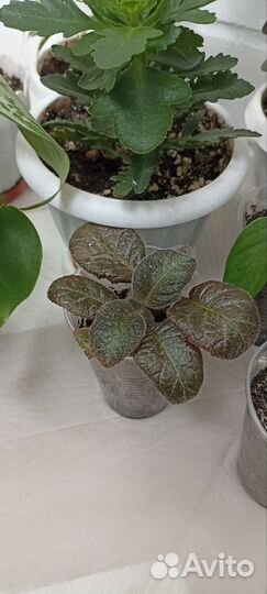 Комнатные цветы