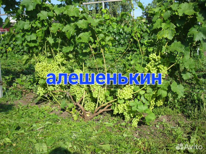 Саженцы винограда