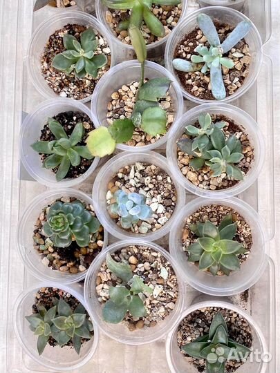 Суккуленты