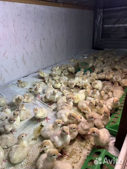 Индюшата хайбрид конвертер