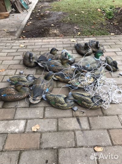 Чучела уток