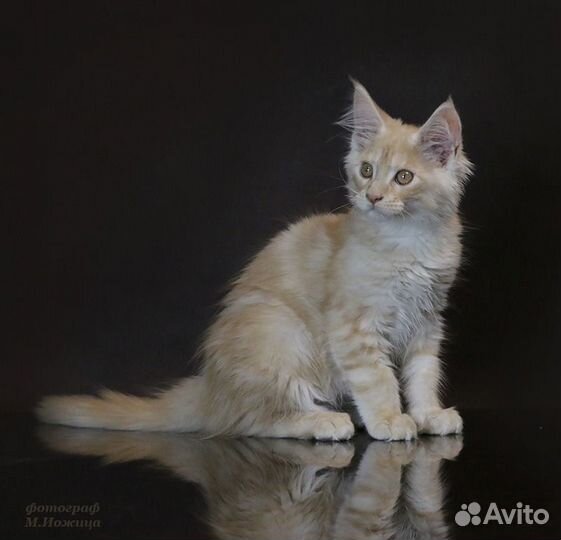 Котята мейн-кун