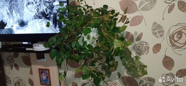 Циссус (берёзка)