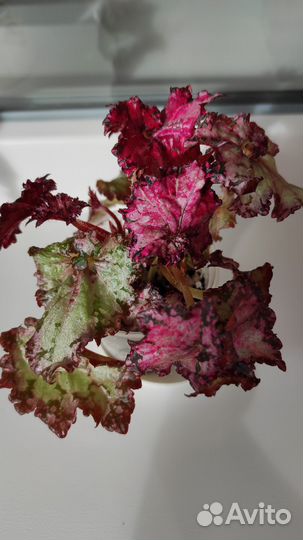 Бегония пестролистная Doller Down