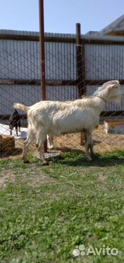 Козел Ламанча