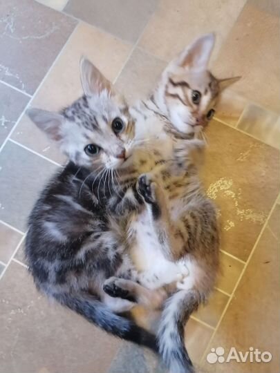 Бенгальская кошка