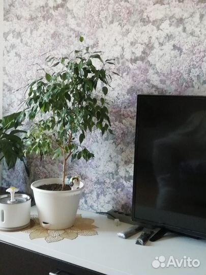 Комнатные цветы