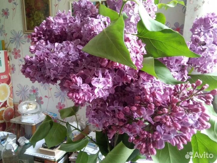 Пионы,калина Бульдонеж,сирень,крыжовник,земляника