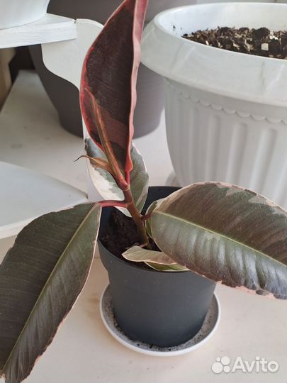 Фикус эластика тинеке