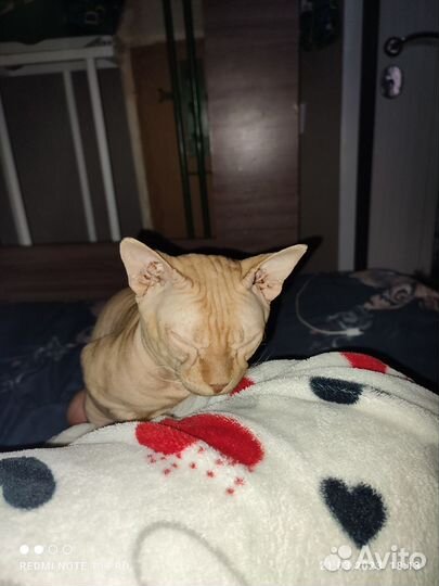 Канадский сфинкс